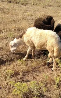 یک راس بره قوچ پلنگی