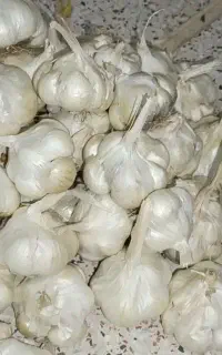 سیر دانه درشت همدان بسیار خوش عطروطعم