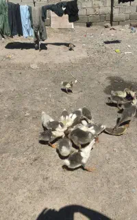 جوجه قاز