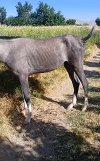 کره مادیان ۱/۵ساله