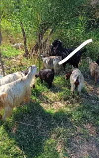 بز ماده قربانی و یا نسل کشی