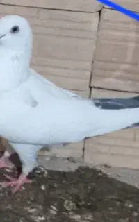سلام یک عدد کفتر ماده گم شده