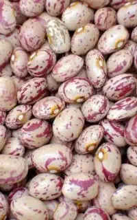 بالای ۲۰ کیلو لوبیا چیتی دست چین