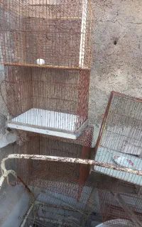 فروش قفس