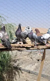 فروش 15عددکبوتر سالم