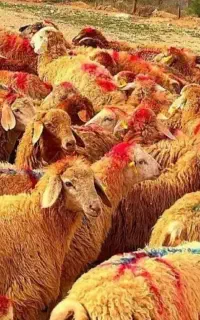 بره داشتی و گوشتی سرحال