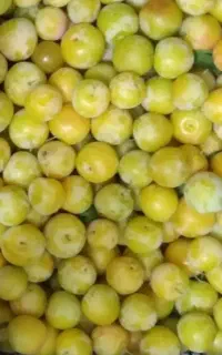 آلو زرد