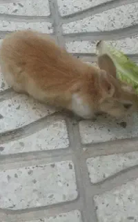 خرگوش نر