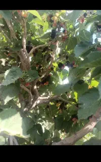 شاتوت تازه اب دارشیرین