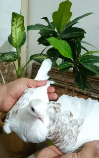 کبوتر دوکت هفت رنگ و سیاه مخملی