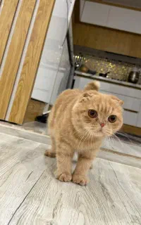 گربه اسکاتیش بریتیش نر