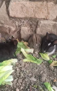 خرگوش