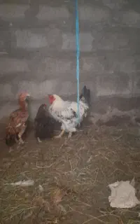 فروش خروس