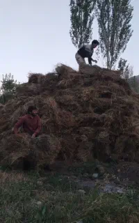 علوفه