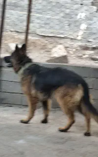 ژرمن ماده