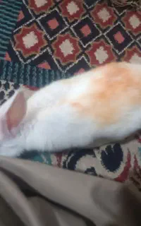 خرگوش نربالغ