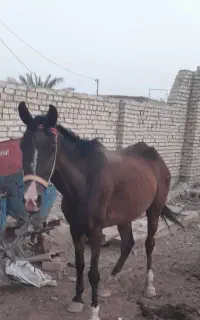 اسب مدرک دار