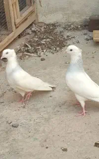 کبوتر طوقی آبی ابری