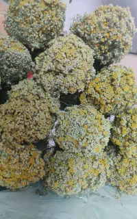 برنجاس تمیزه چین امسال فروشی