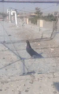کلاغ نر