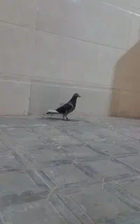 کفتر