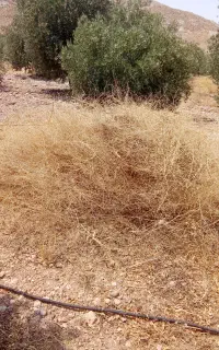 مقدار علف باغی تمیز یک دست دانه دار