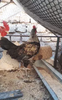 خروس جوان و سرحال