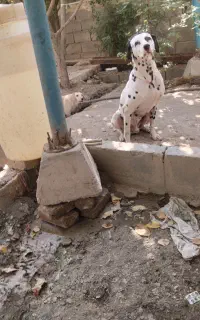سگ دالمیشن