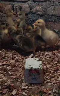 بچه قوغاز هفت روزه