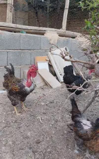 خروس نژاد دار