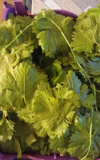 میوه‌محلی‌‌.الوت