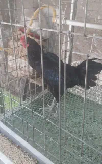کوشامو ویاندوت