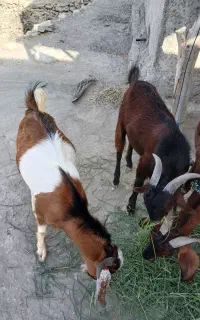 فروش دو عدد نری چاق و سر حال
