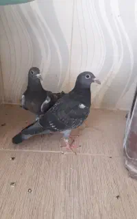کبوتر معاوضه
