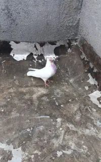 کبوتر