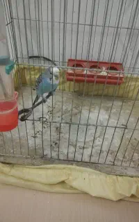 یک دونه پرنده