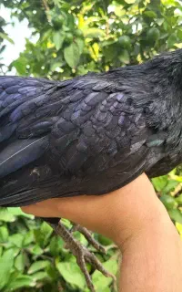 جوجه مرغ ایام سمانی اندونزی سیاه