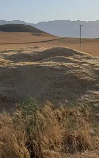 کاه گندم