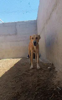 سگ نر  سه سال