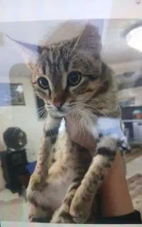 گربه گمشده
