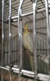 عروس هلندی
