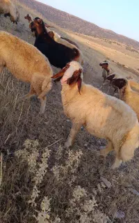 سنجابی