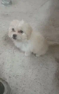 توله‌۲‌ماه