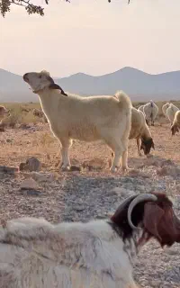نری