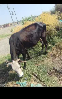 معاوضه گاو نزار چاق ،با گاویاگوستر آبستن