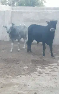 گوساله نر ۱۵۰ کیلویی پای پروار گیلدورگ