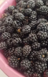 تمشک تازه چین