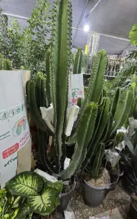 افربیا و انواع افربیا