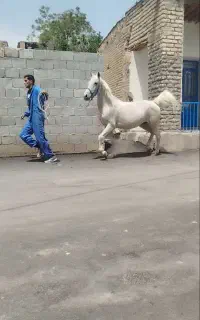 فروش مادیون کرد قد بلند