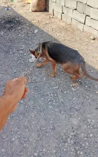 سگ ژرمن